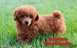 Miniature Poodle dogs for sale: Proctor - Image 1