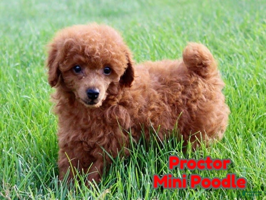 Miniature Poodle dogs for sale: Proctor - Image 1