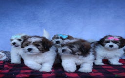 Shihpoo dogs for sale: Hunter - Image 18