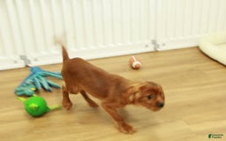 Cavalier King Charles Spaniel dogs for sale: Harley - Image 6