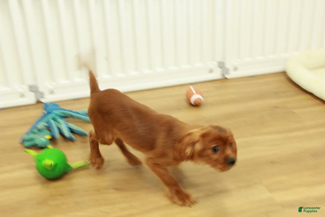 Cavalier King Charles Spaniel dogs for sale: Harley - Image 6