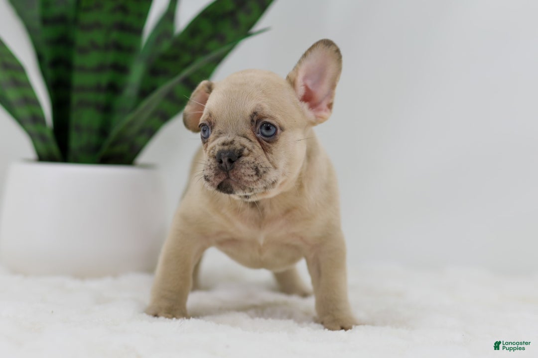 French Bulldog dogs for sale: Hadley - Image 7