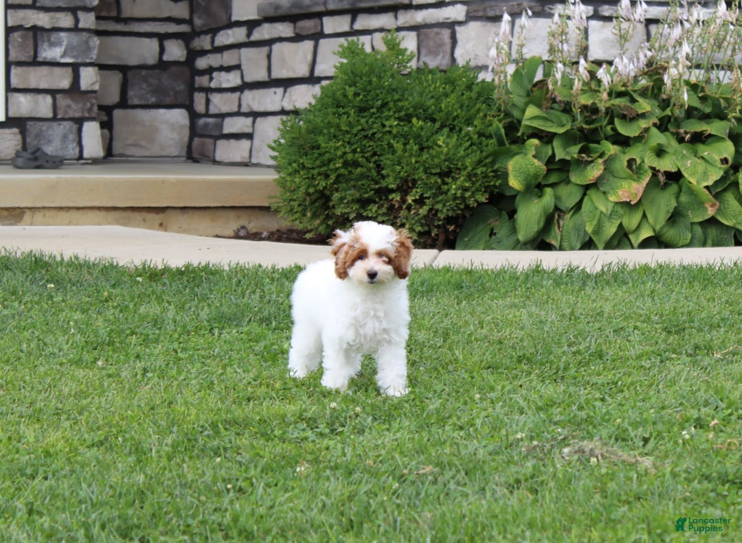Miniature Poodle dogs for sale: Lily - Image 22