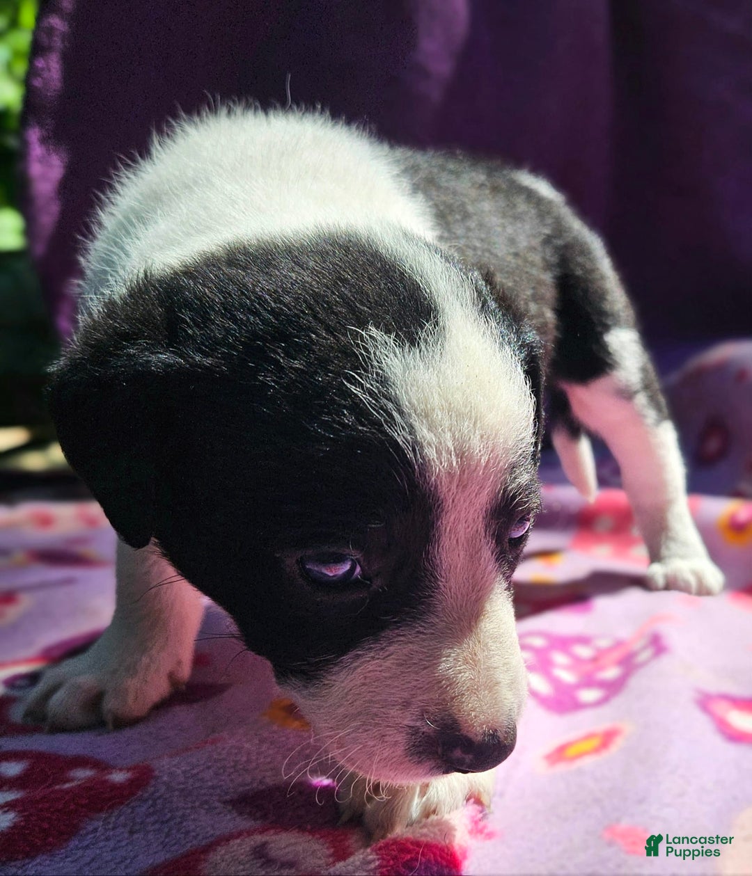 Border Collie dogs for sale: Dolly - Image 14