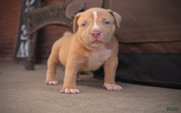 American Bully dogs for sale: Rosie red - Image 2
