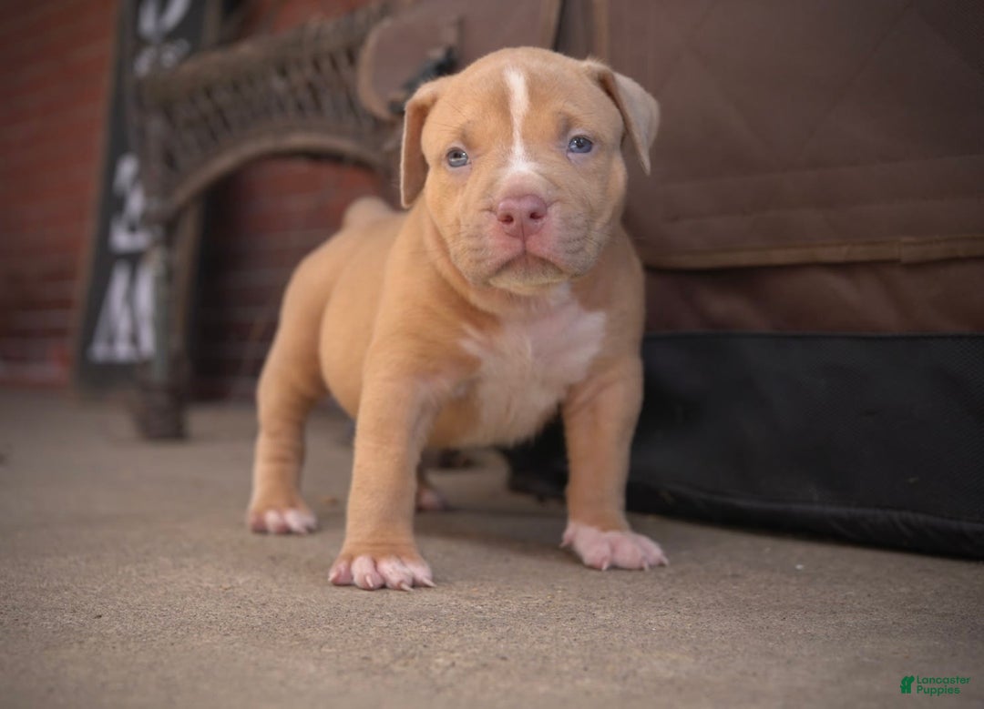 American Bully dogs for sale: Rosie red - Image 2