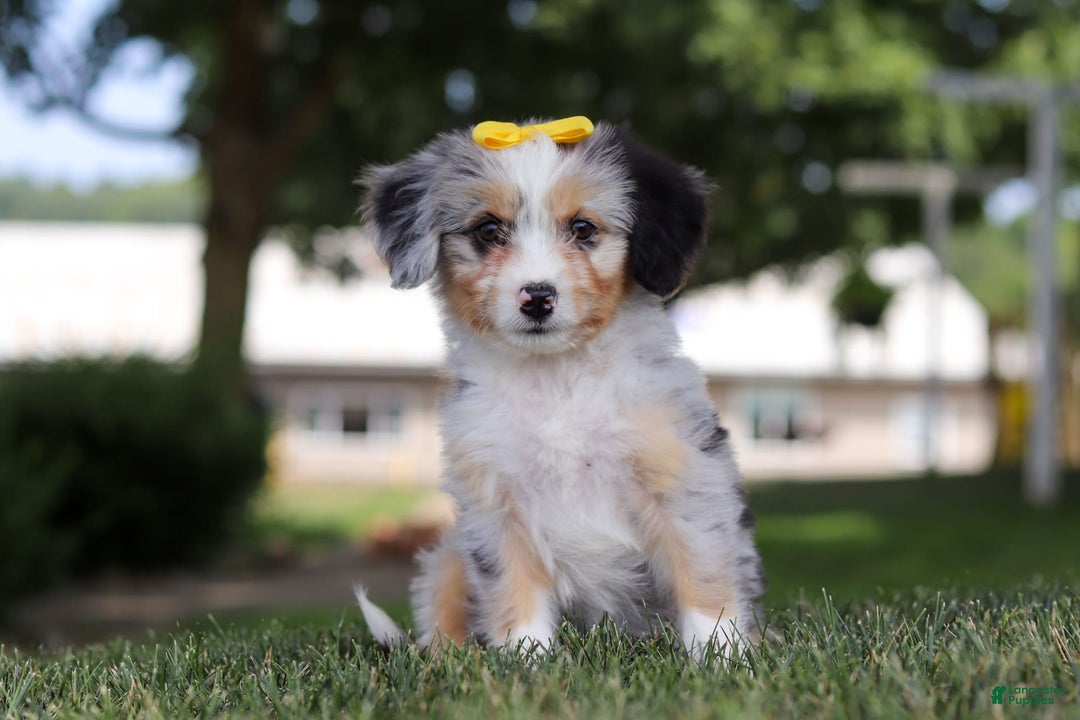 Mini Bernedoodle dogs for sale: Arya - Image 1
