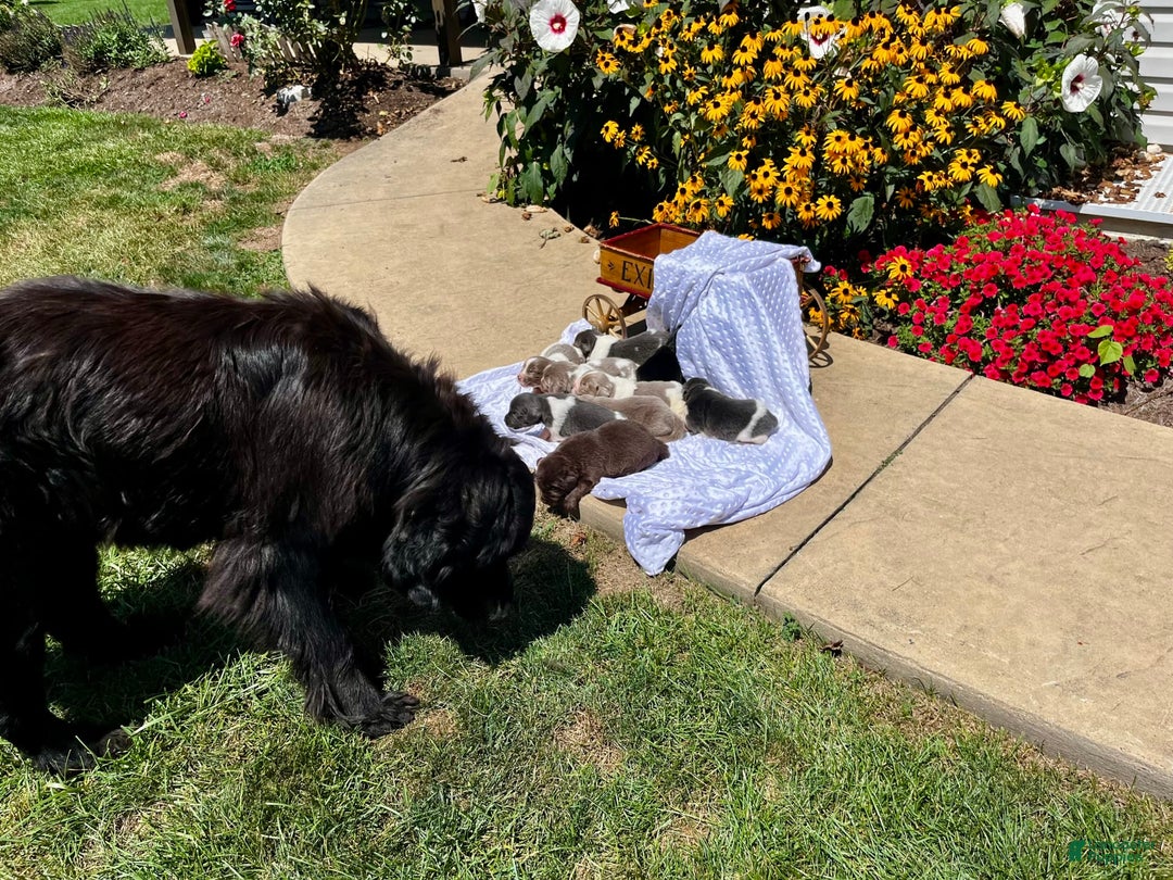 Newfoundland dogs for sale: Maple❤️Strong - Image 4