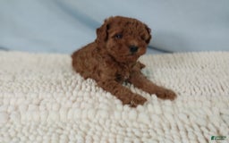 Toy Poodle dogs for sale: Toy Poodle 1 puppies - Image 4