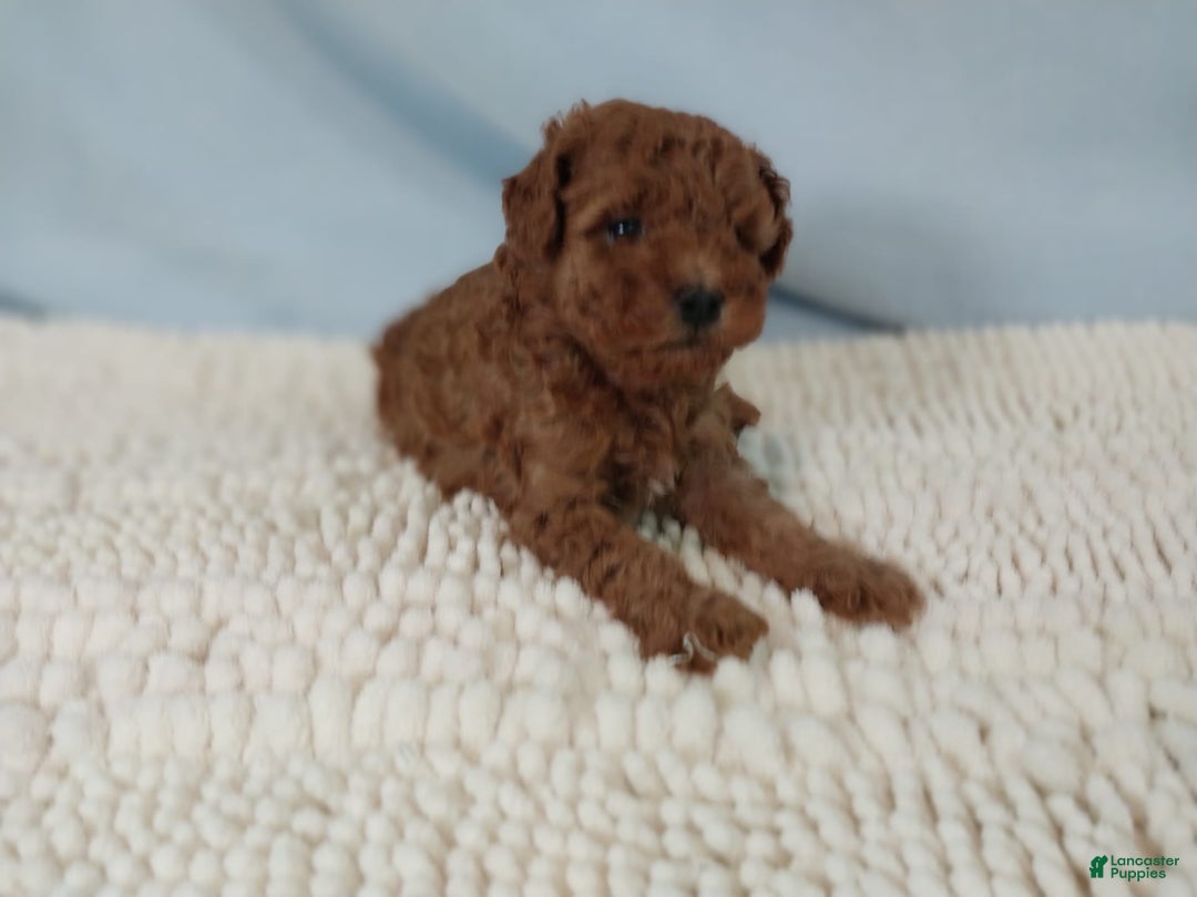 Toy Poodle dogs for sale: Toy Poodle 1 puppies - Image 4
