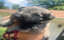 Miniature Schnauzer dogs for sale: Juptier - Image 4