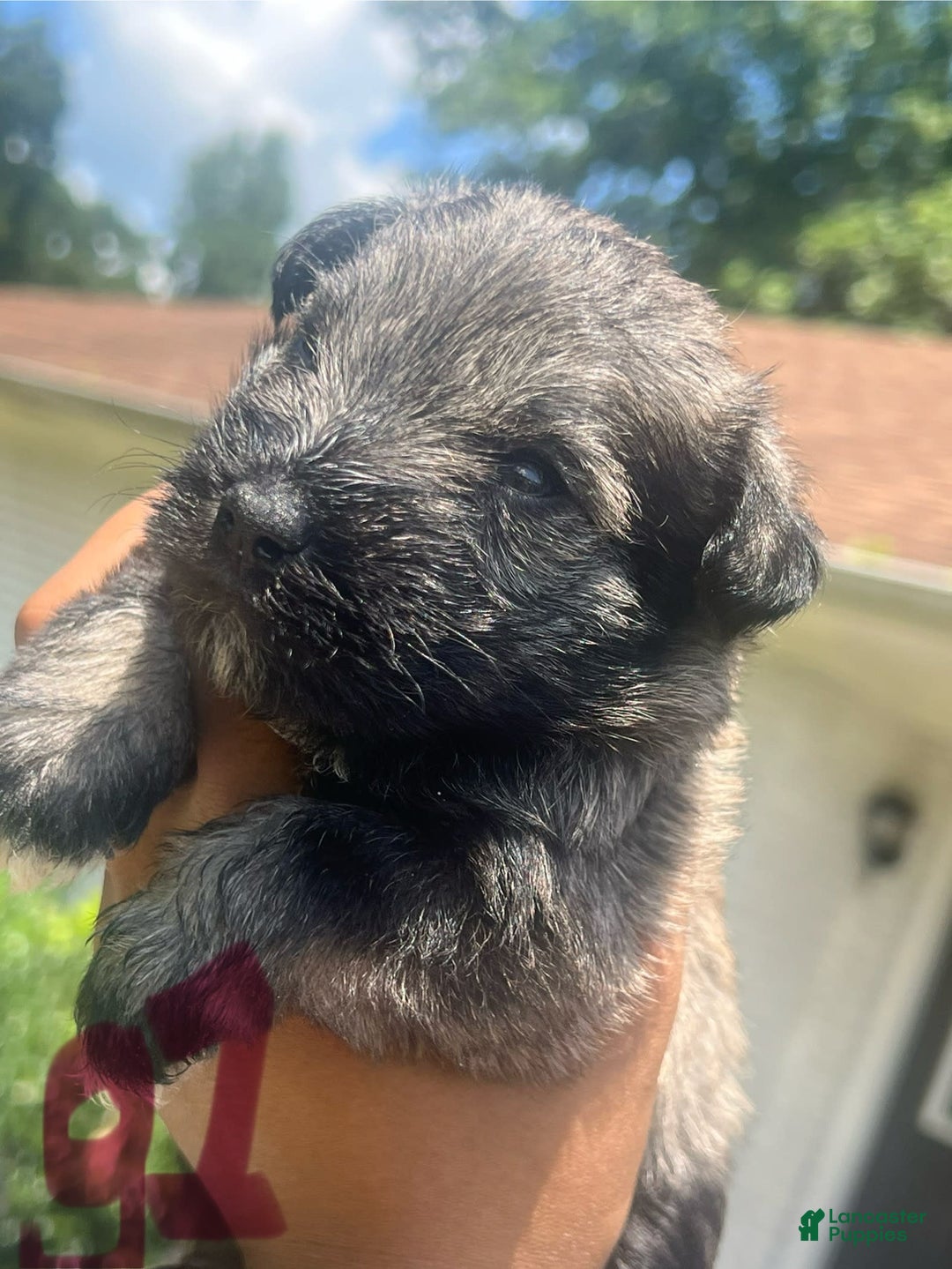 Miniature Schnauzer dogs for sale: Juptier - Image 4