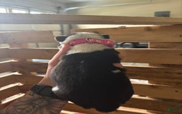 American Corgi dogs for sale: Pink - Image 2
