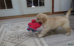 Golden Retriever dogs for sale: Erin - Image 9