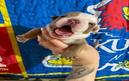 American Bulldog dogs for sale: Lumber Jack - Image 1