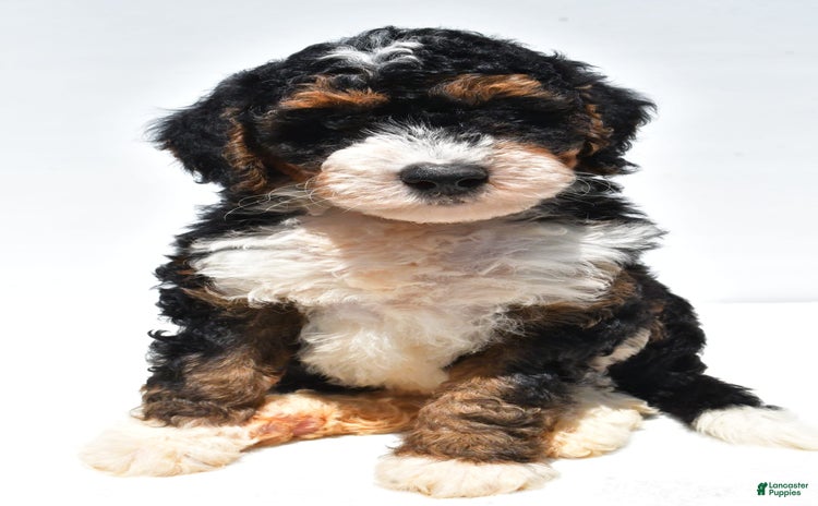 Mini Bernedoodle dogs for sale - Ad 5