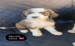 Bernedoodle dogs for sale: Baby Brith - Image 3