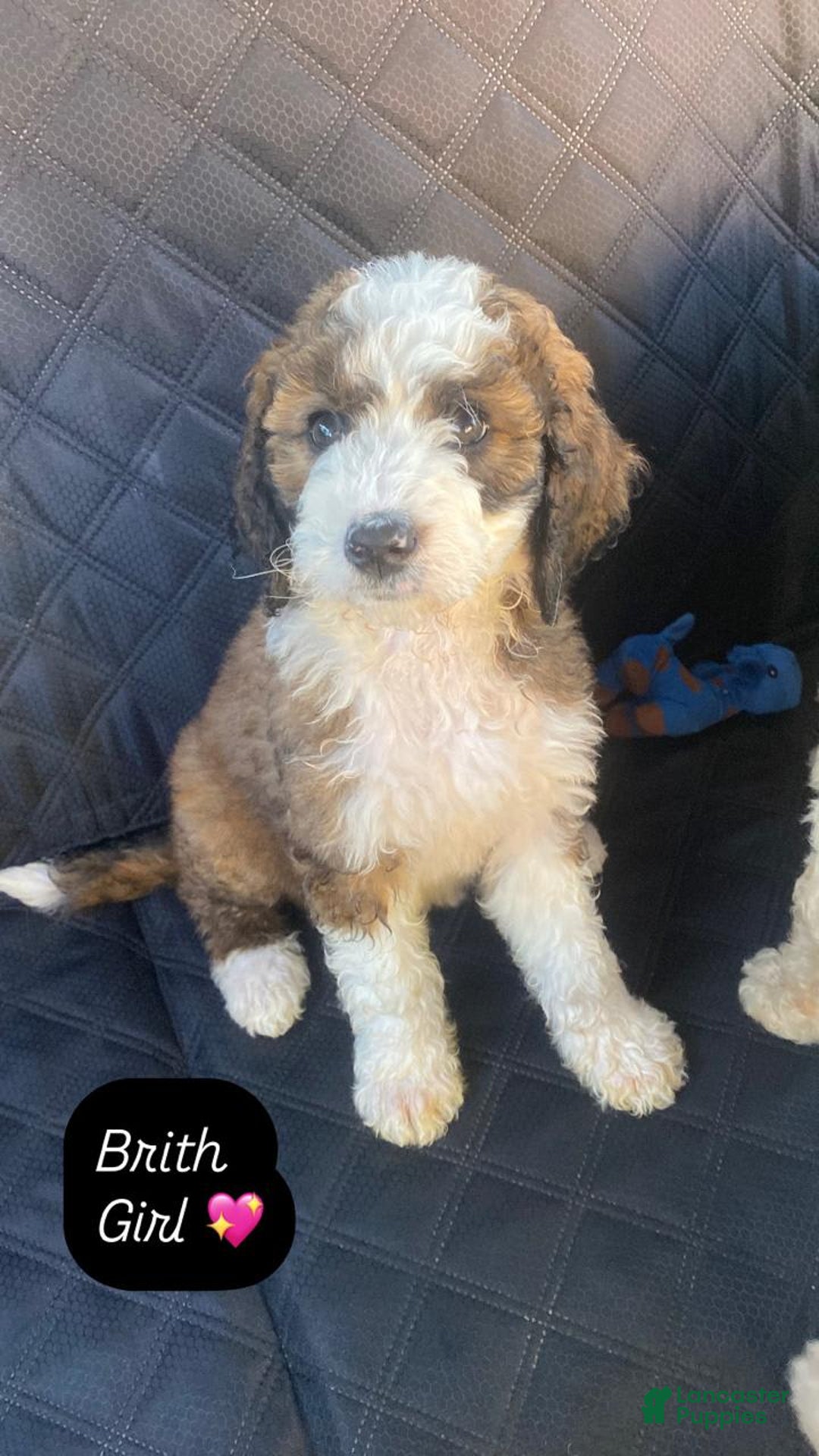 Bernedoodle dogs for sale: Baby Brith - Image 3