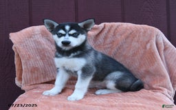 Alaskan Klee Kai dogs for sale: Cody - Image 4
