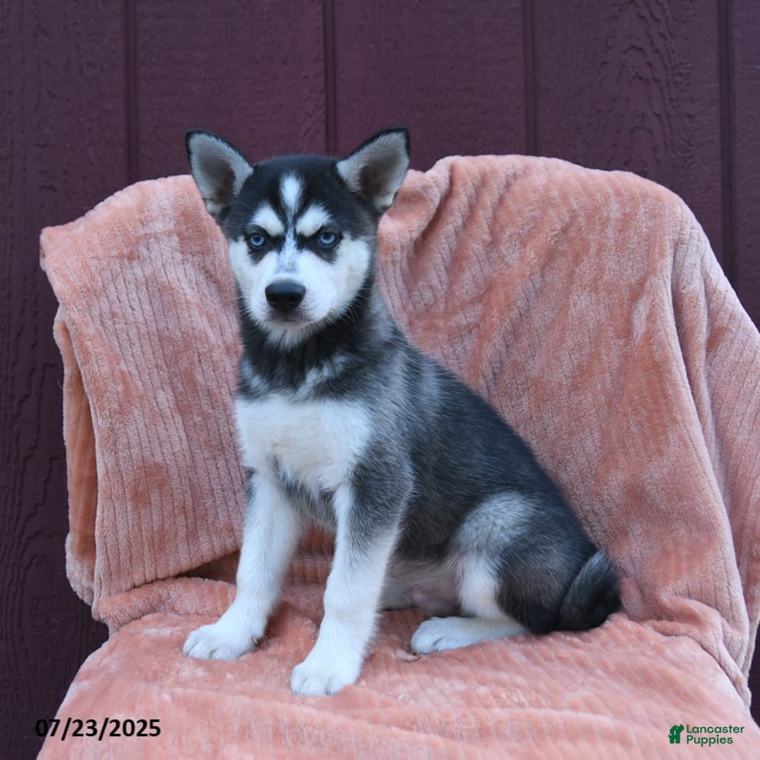 Alaskan Klee Kai dogs for sale: Cody - Image 4