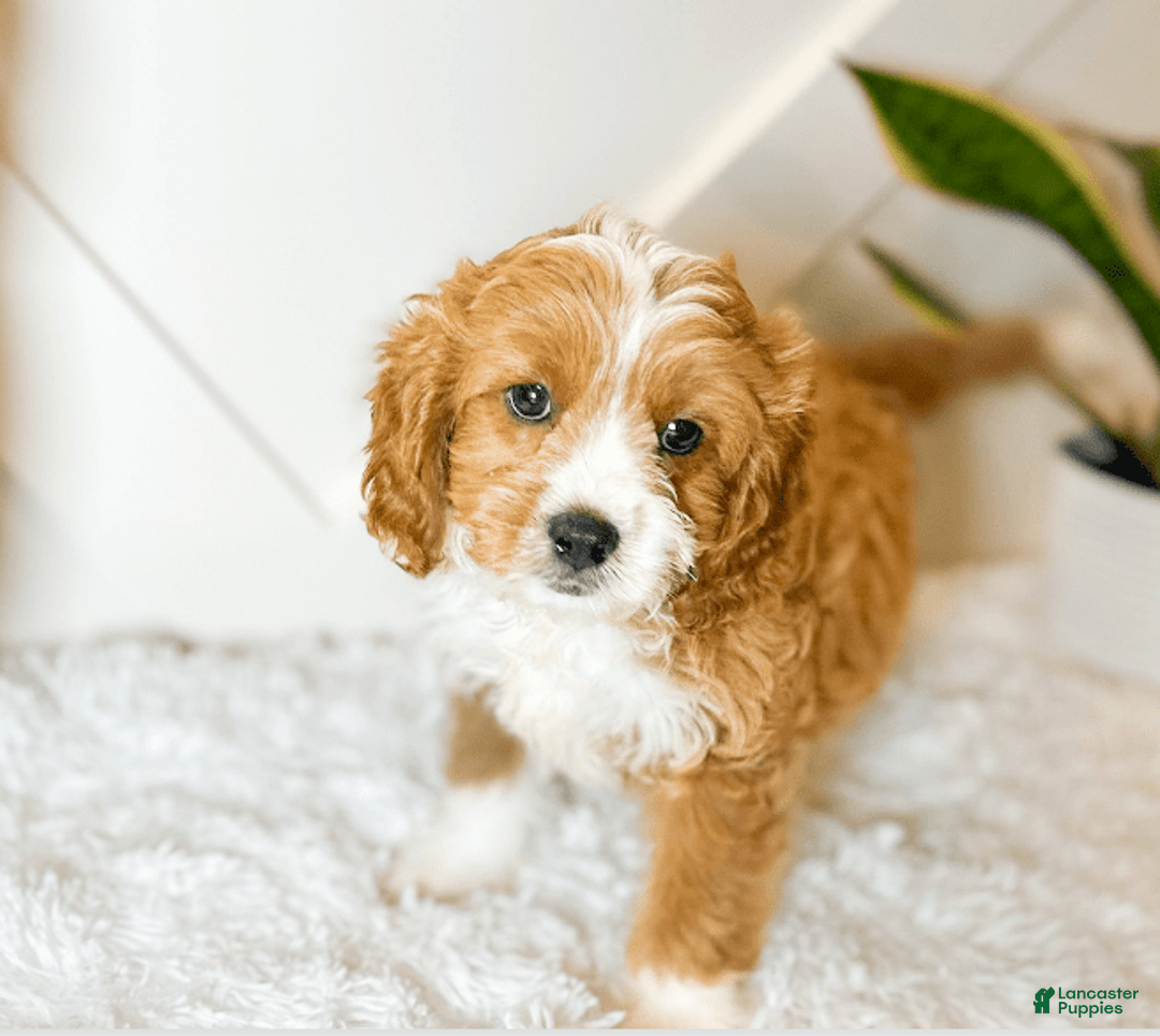 Cavapoo dogs for sale: Xyla - Image 4