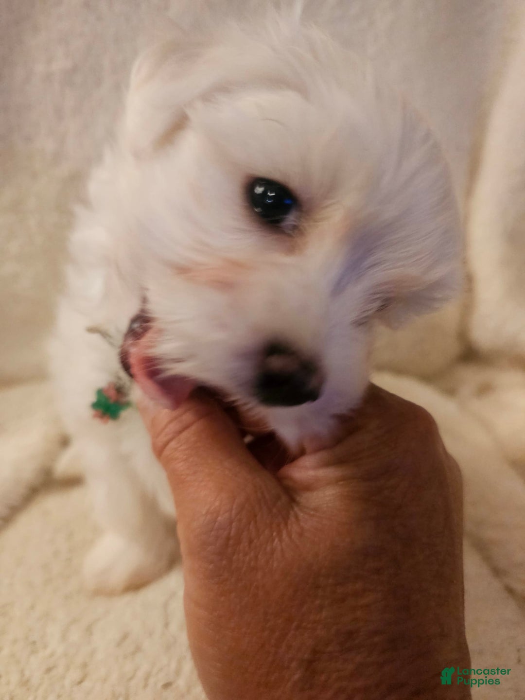 Maltese dogs for sale: Casper - Image 2