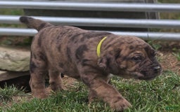 Cane Corso dogs for sale: Tank - Image 3