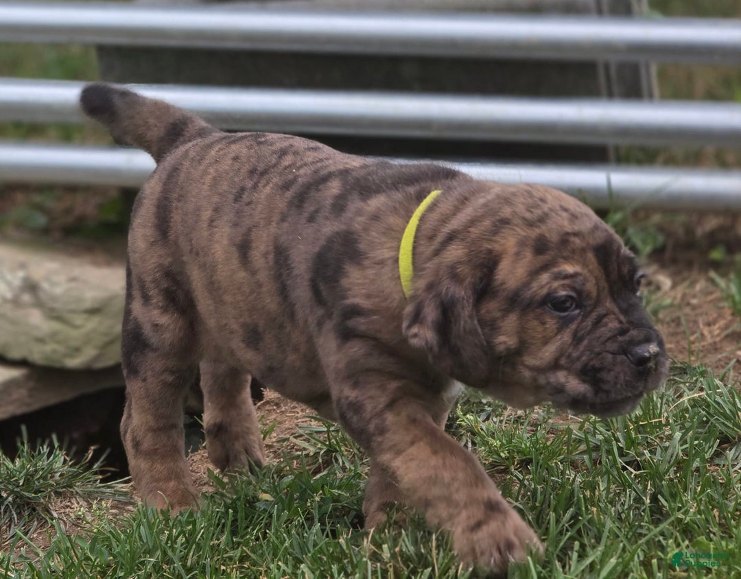 Cane Corso dogs for sale: Tank - Image 3