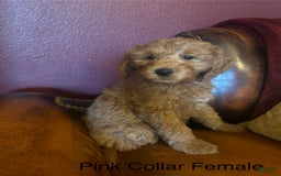 Goldendoodle dogs for sale: Goldendoodle 6 puppies - Image 1