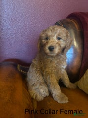 Pink Collar Female Polly