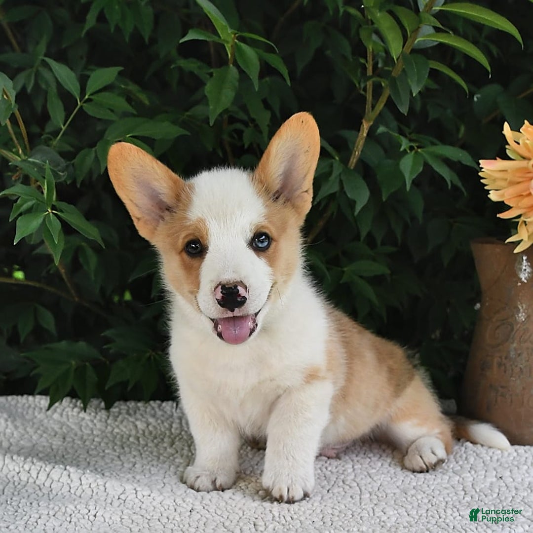 Welsh Corgi Pembroke dogs for sale: Thorne - Image 20