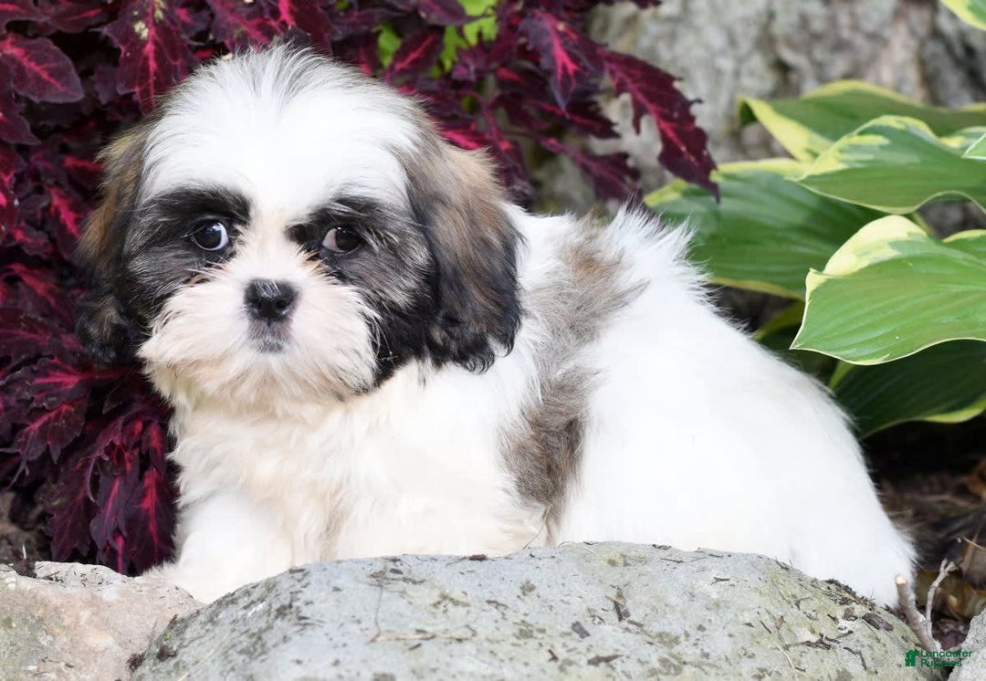 Shih Tzu dogs for sale: Denver - Image 9