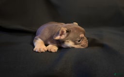 French Bulldog dogs for sale: Nova - Image 6