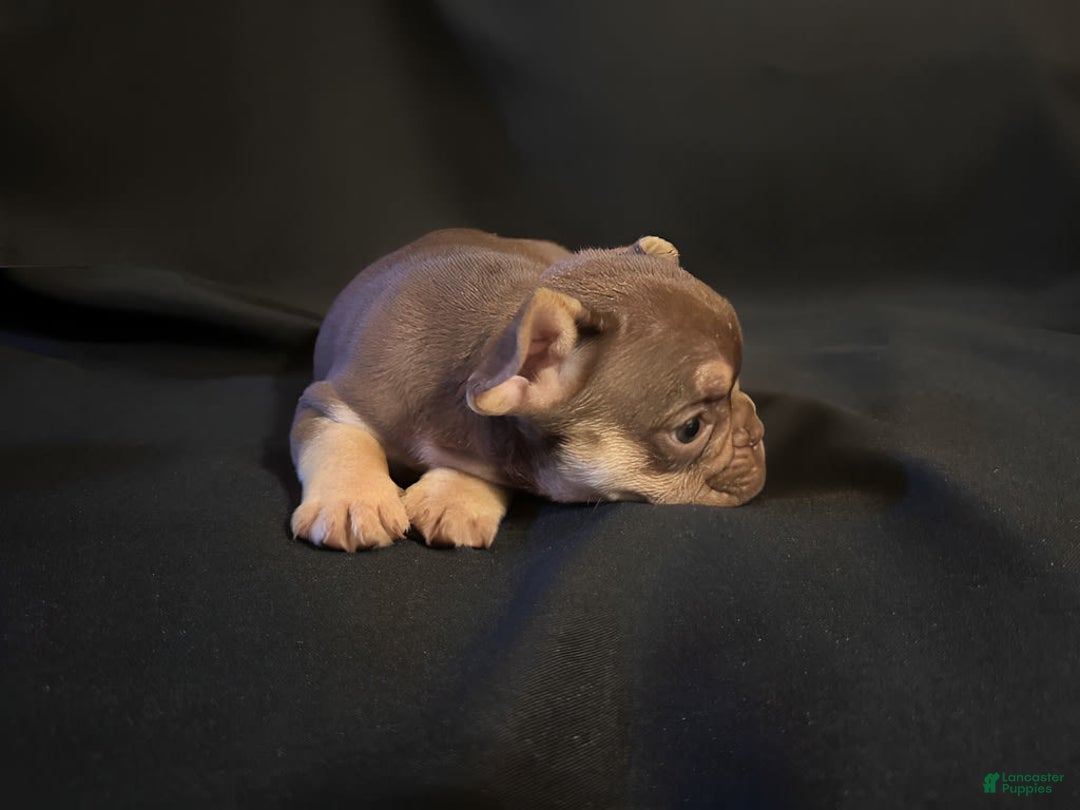 French Bulldog dogs for sale: Nova - Image 6