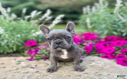 French Bulldog dogs for sale: Max - Image 1