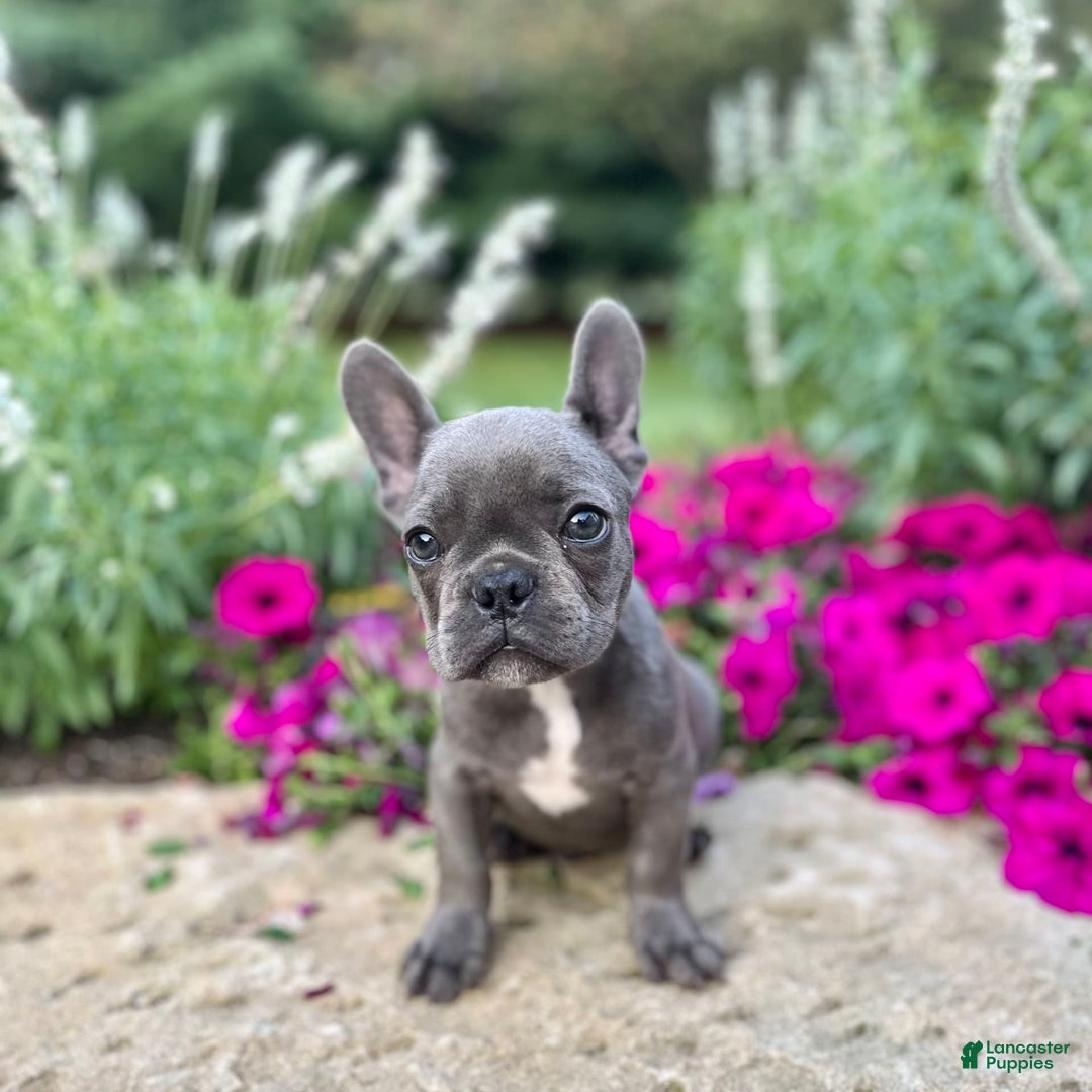 French Bulldog dogs for sale: Max - Image 1