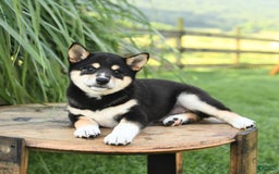 Shiba Inu dogs for sale: Willow - Image 2