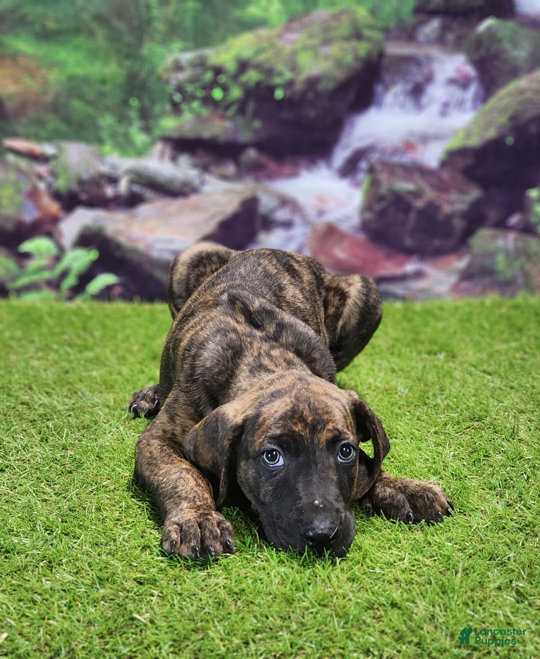 Catahoula Leopard Dog dogs for sale: Jesse 2025 Male 3 - Image 1