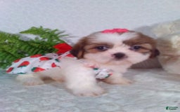 Shih Tzu dogs for sale: Baby - Image 1