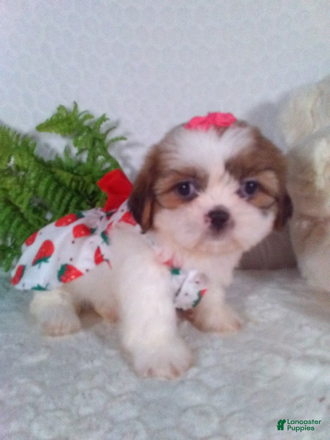 Shih Tzu dogs for sale: Baby - Image 1