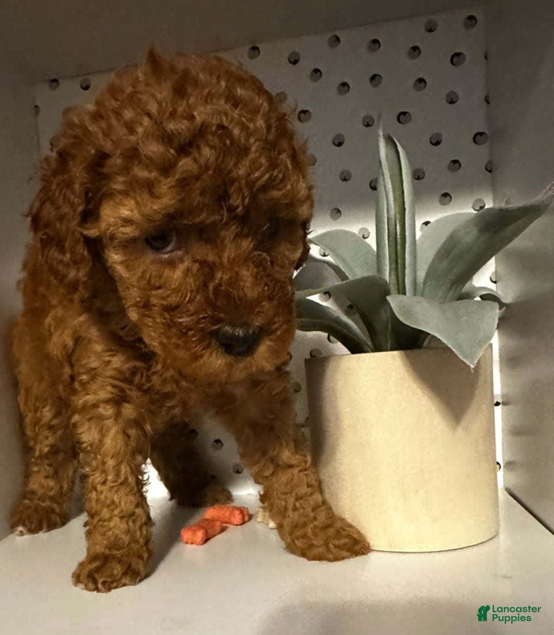 Cockapoo dogs for sale: Cupcake - Image 8