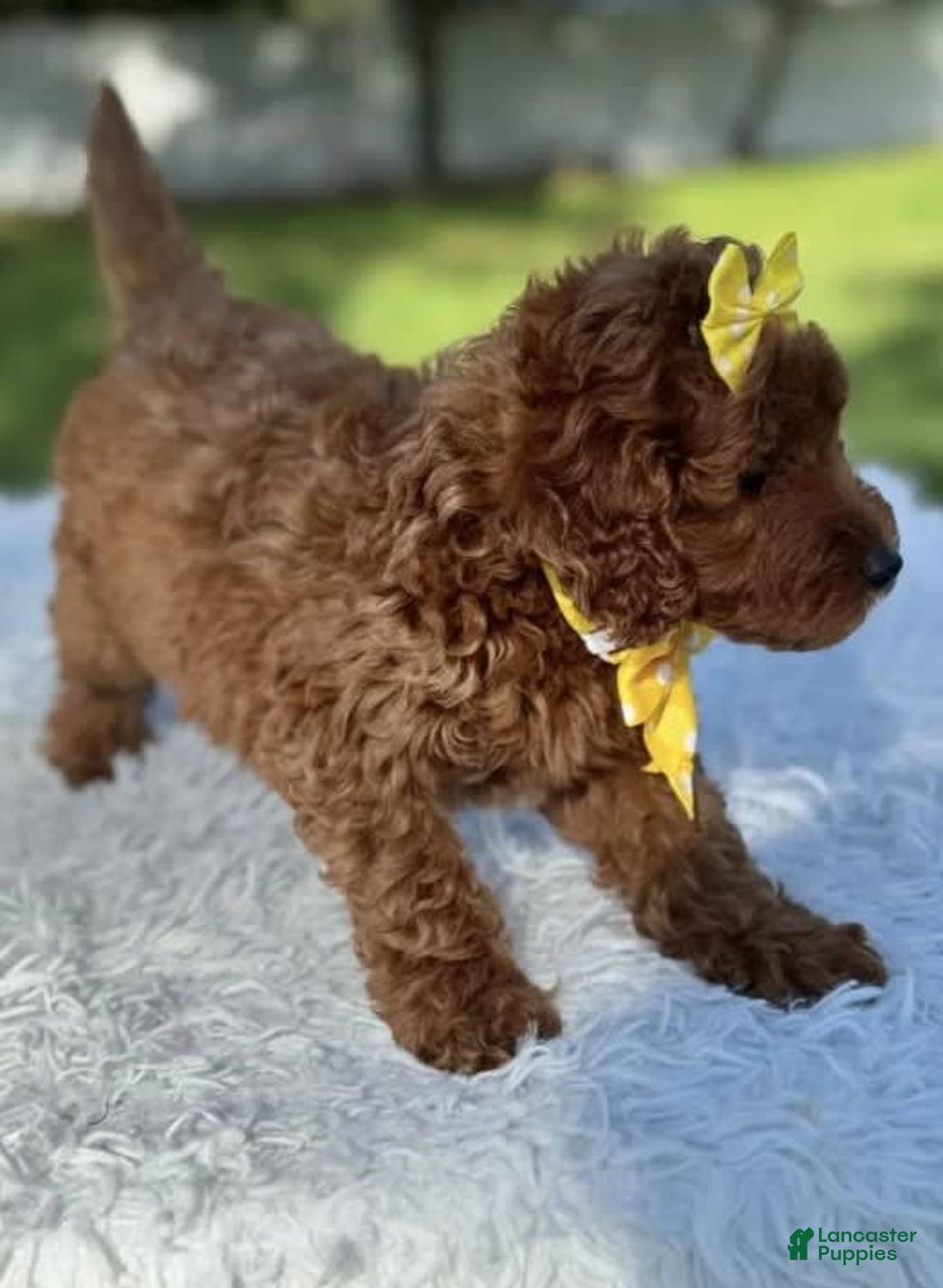 Goldendoodle dogs for sale: Mila - Image 7