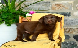 Labrador Retriever dogs for sale: Espresso - Image 5