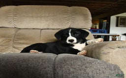 Bernese Mountain Dog dogs for sale: Falcon - Image 3