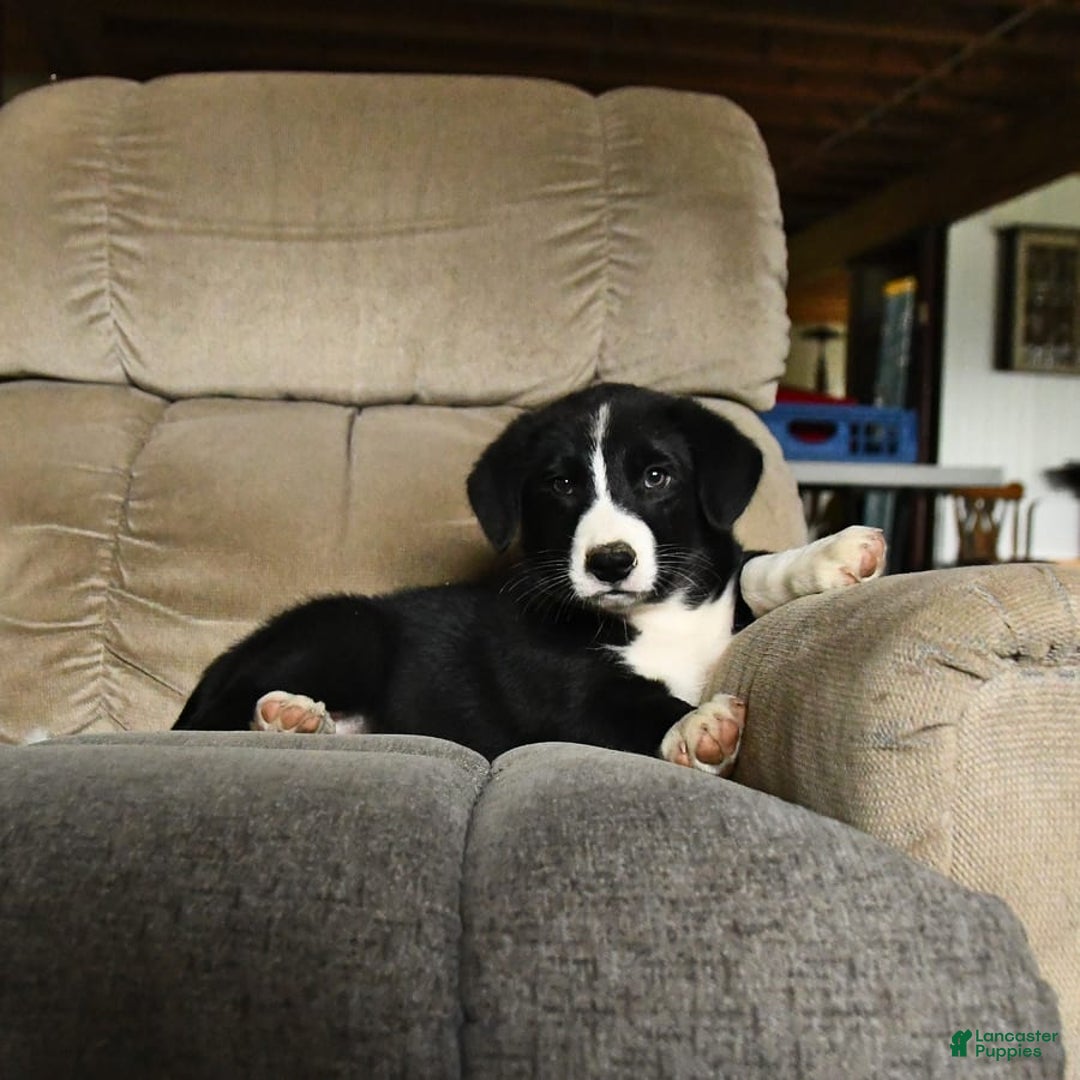 Bernese Mountain Dog dogs for sale: Falcon - Image 3