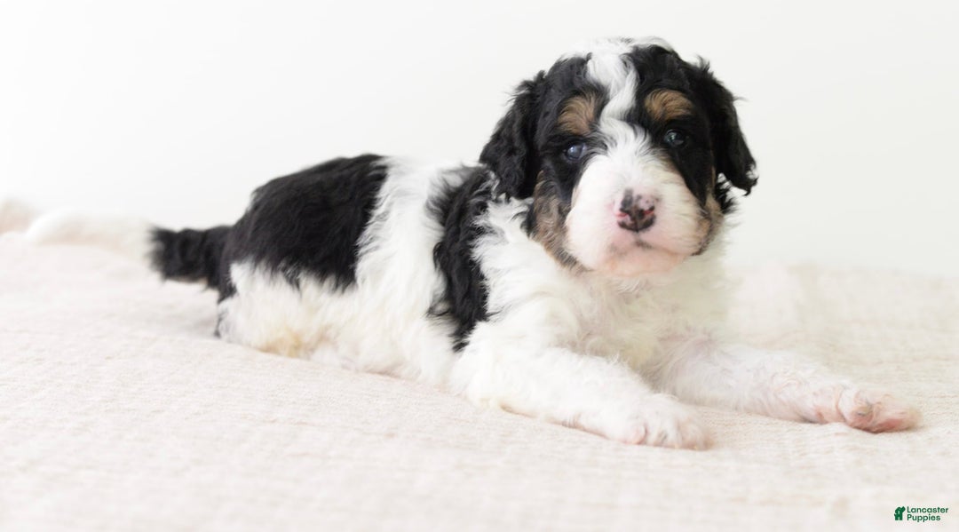 Bernedoodle dogs for sale: Graham-medium - Image 3