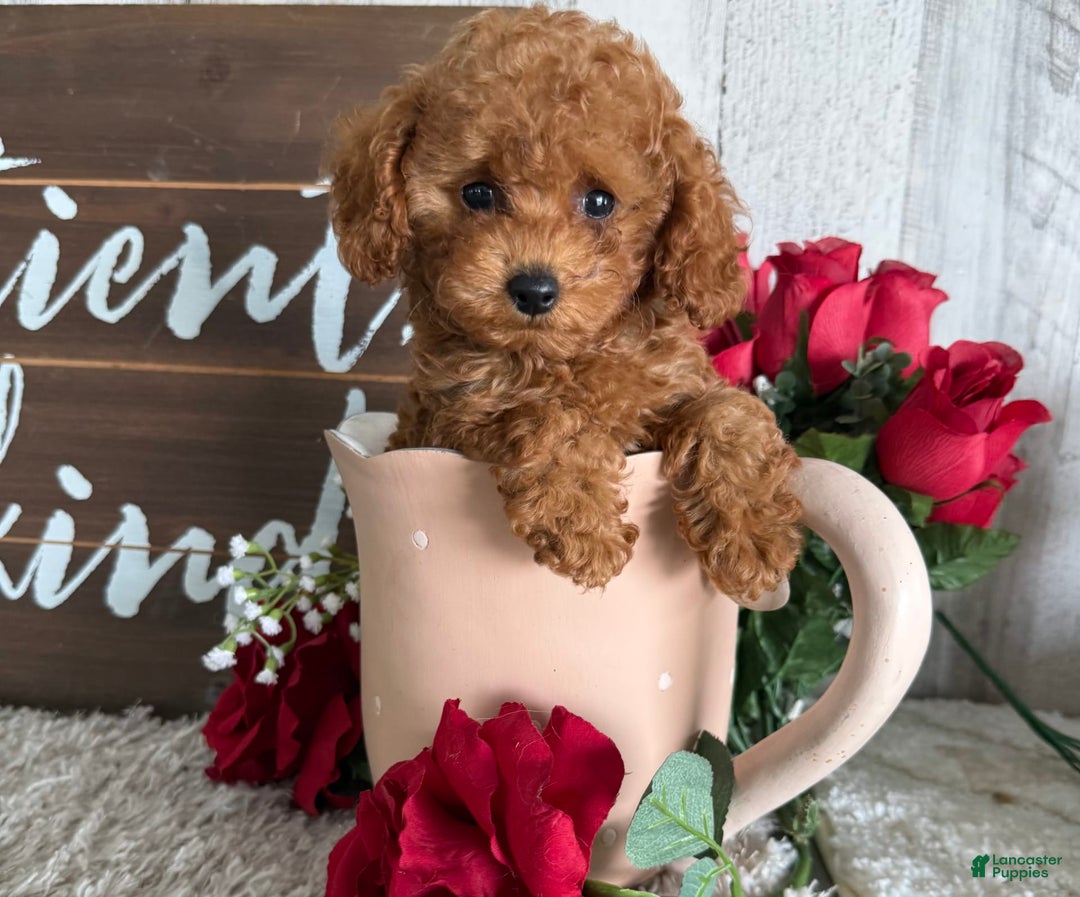 Toy Poodle dogs for sale: Kaylee - Image 1