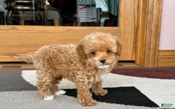 Maltipoo dogs for sale: Terry - Image 2
