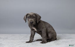 Great Dane dogs for sale: Callie - Image 3