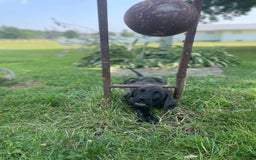 English Mastiff dogs for sale: Lilo - Image 3